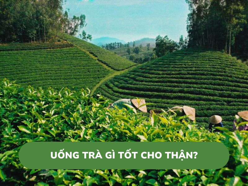 Uống Trà Gì Tốt Cho Thận