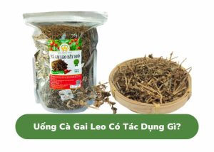 Uống trà cà gai leo có tác dụng gì