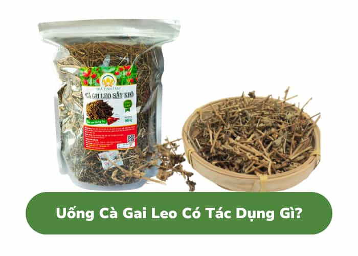 Uống trà cà gai leo có tác dụng gì