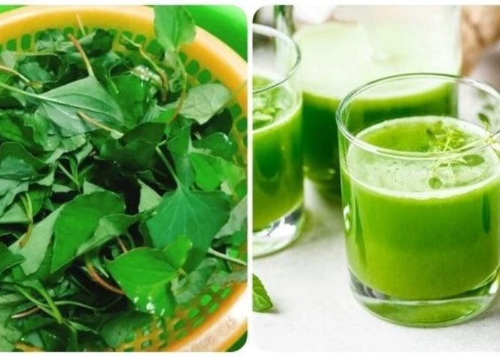 9 lợi ích tuyệt vời của trà diếp cá