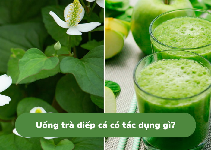 Trà diếp cá có tác dụng gì